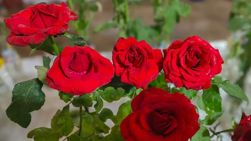 Red rose arrangement